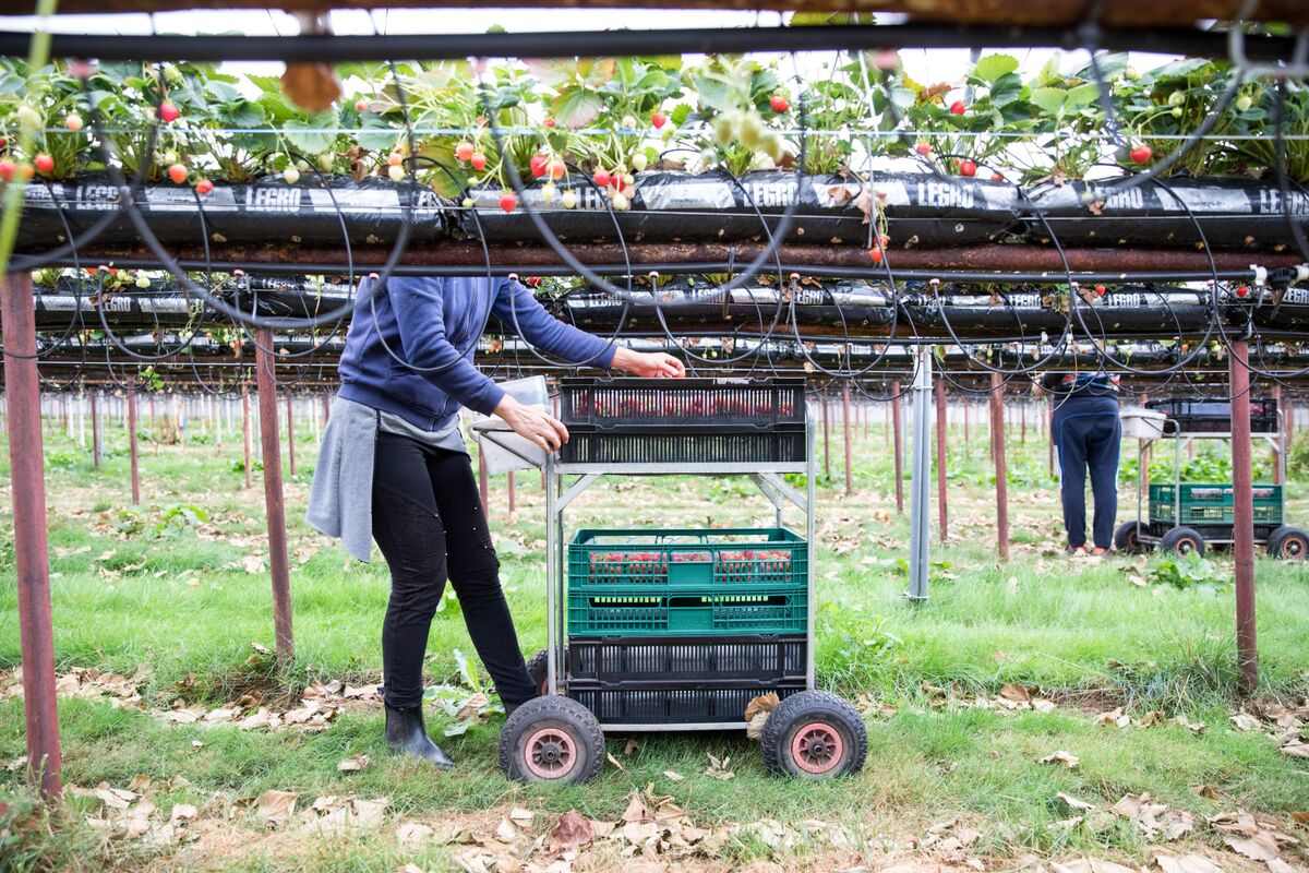 Britons Are Hunting Fruit Picker Jobs Usually Held by Immigrants