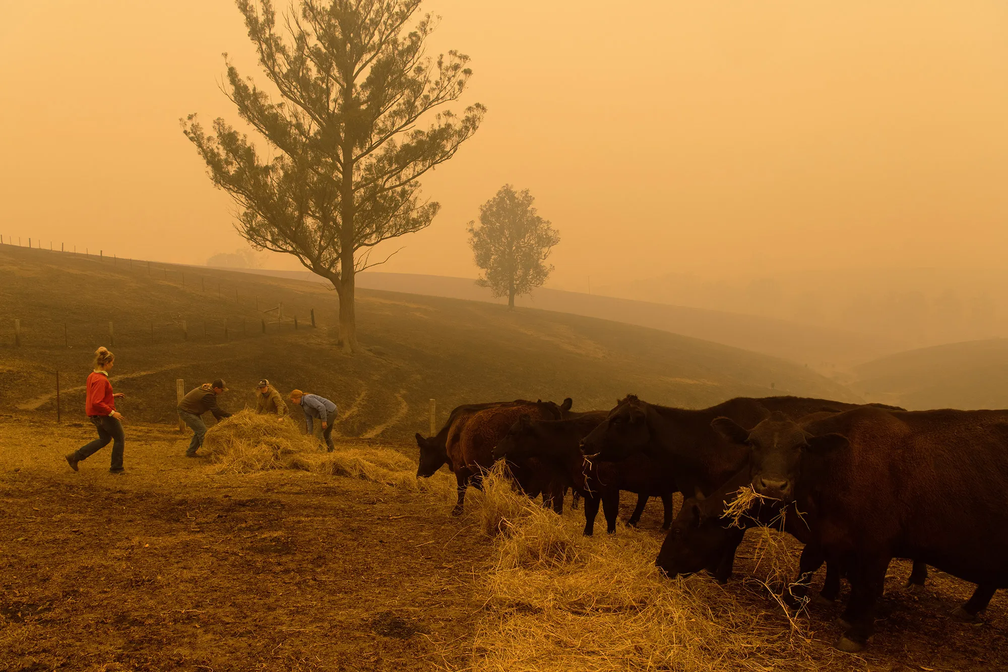 A family feeds cattle on their farm near Cobargo, a day after a bushfire swept through the area.&nbsp;