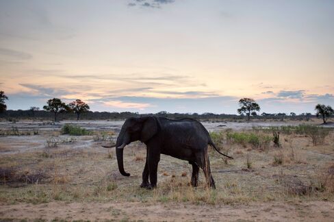 The elephants, which can eat 136 kilograms (300 pounds) of food each a day, have been accused of destroying vegetation in the Hwange national park and damaging the crops and livelihoods of neighboring communities.