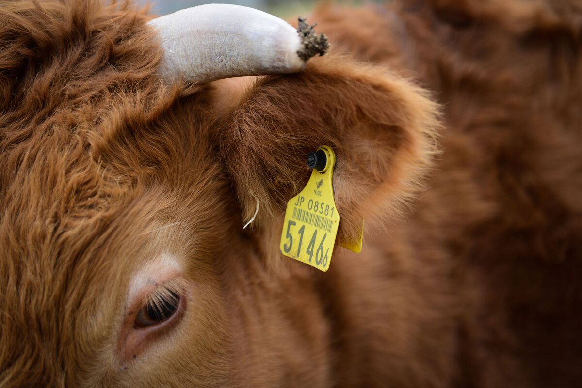 American Cattlemen November 2011