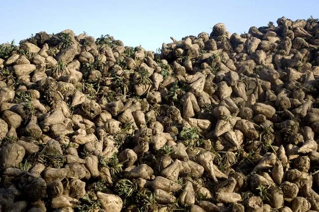 Sugar beets