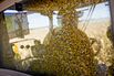 Corn Harvest As Futures For Delivery Gain