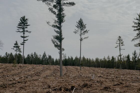 U.S. Public Forests Are Cashing In on Dubious Carbon Offsets