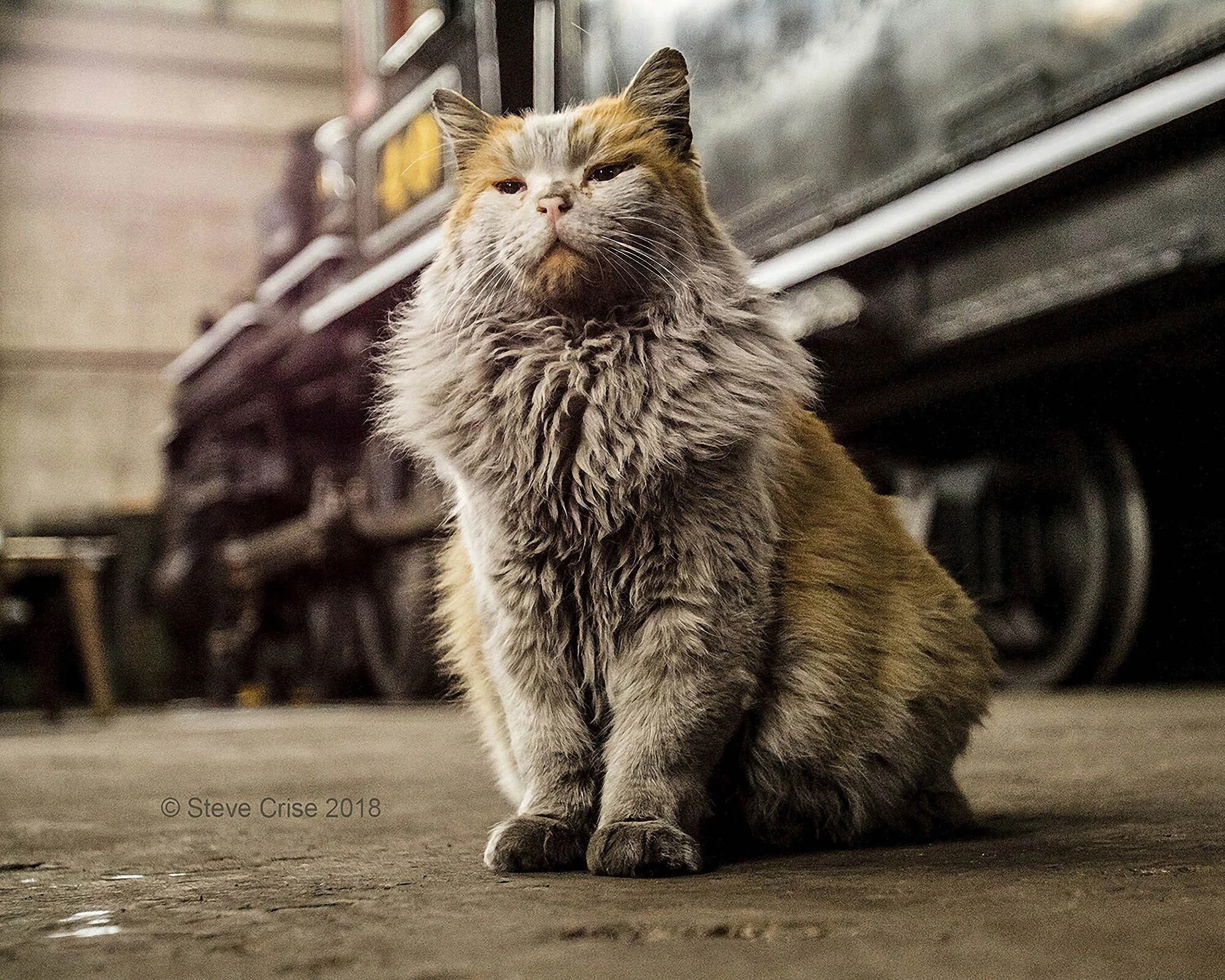 Nevada Rail Museum Cat Who Became An Internet Hit Mourned - Bloomberg