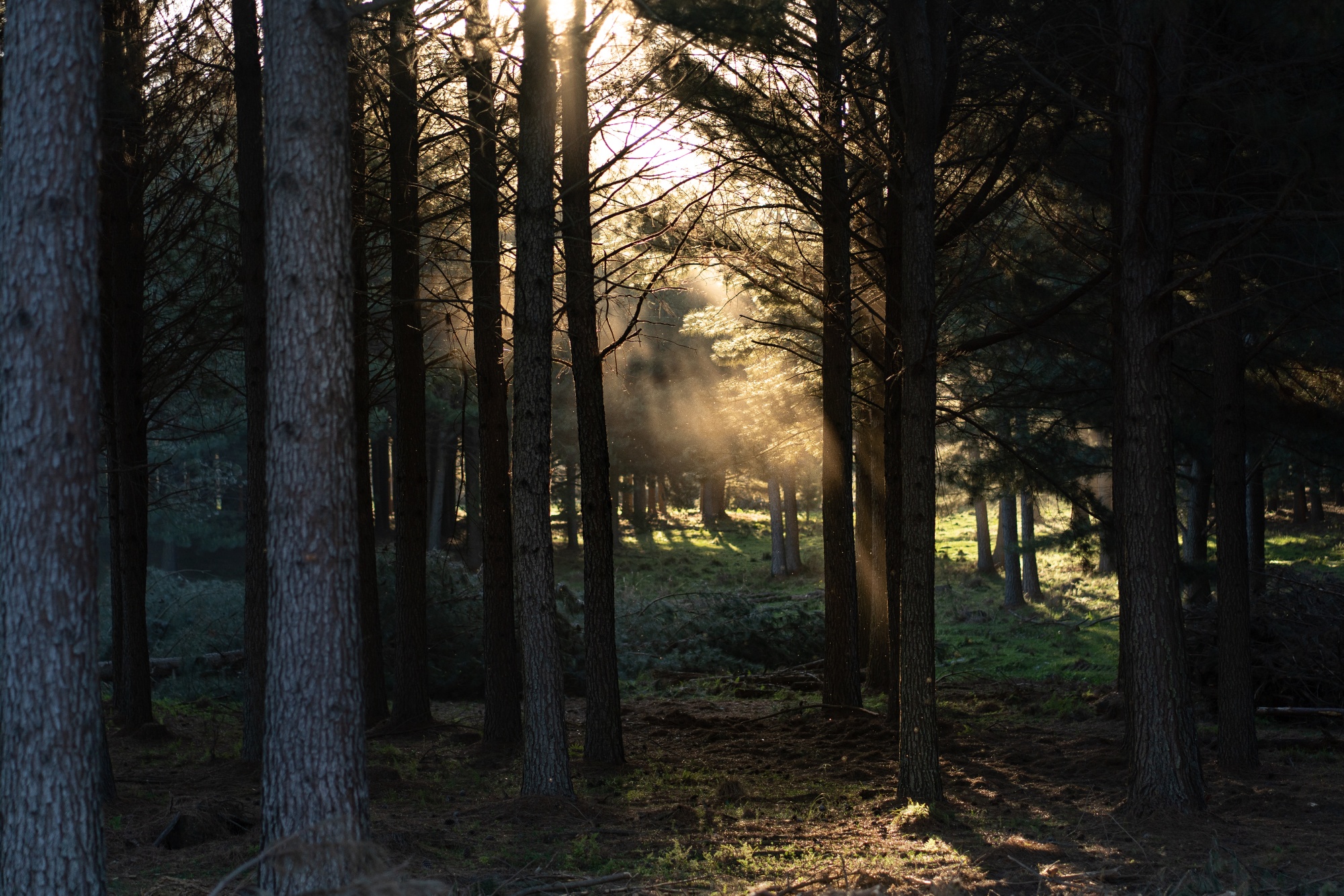 Pine tree farm that provides the company Arboreal in Tacuarembo, Uruguay, on Thursday, October 28, 2021.