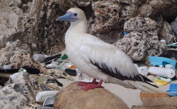 A red-footed booby on Christmas Island stands amid a pile of discarded plastic.