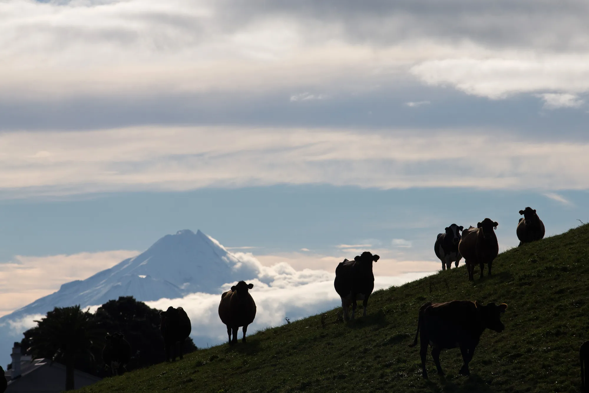 Cows on a hill at a dairy farm&nbsp;in Hawera, New Zealand.