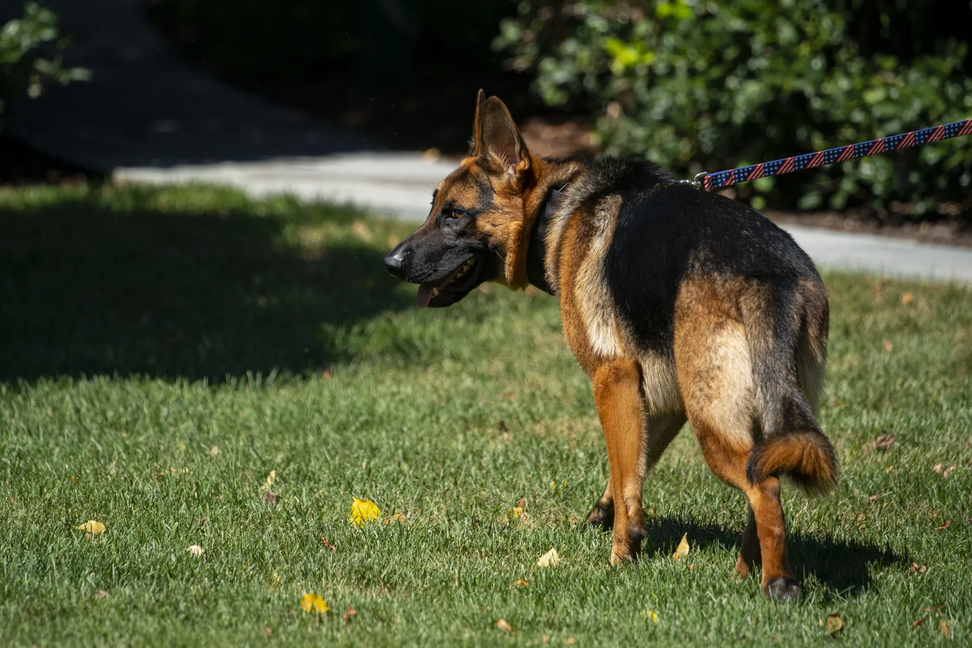 Commander, the dog of US President Joe Biden.