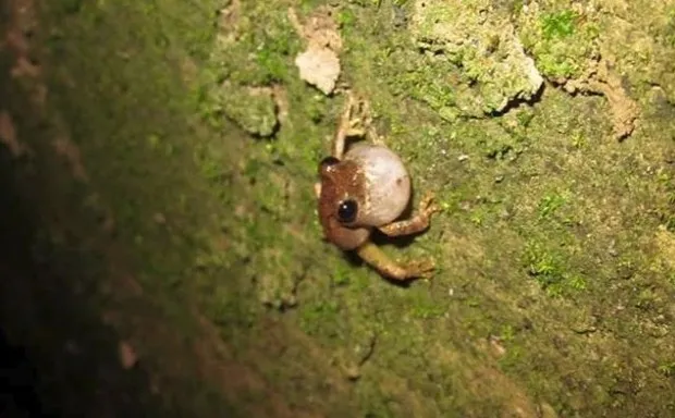 A Mien-tien tree frog calling in a sewer drain.