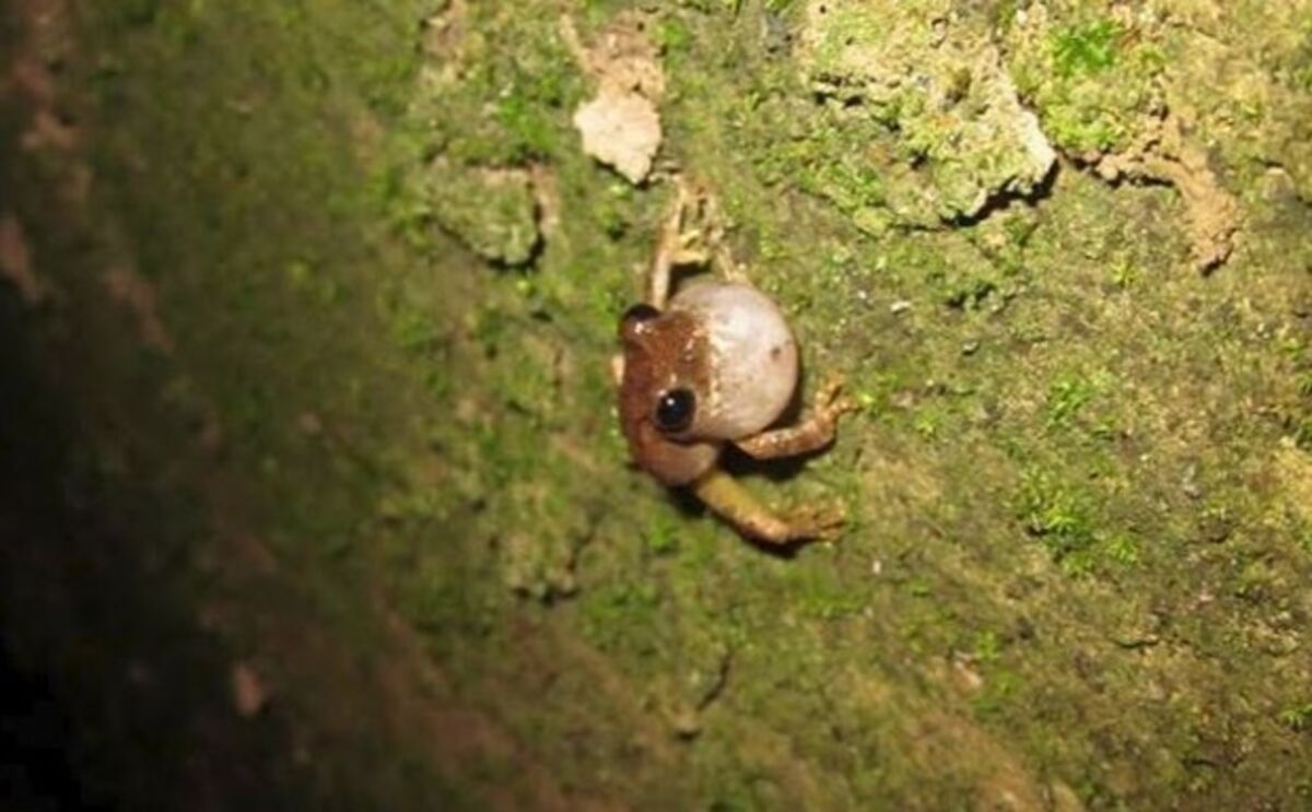 FROG ) I AM THE STORM THAT IS APPROACHING ! 