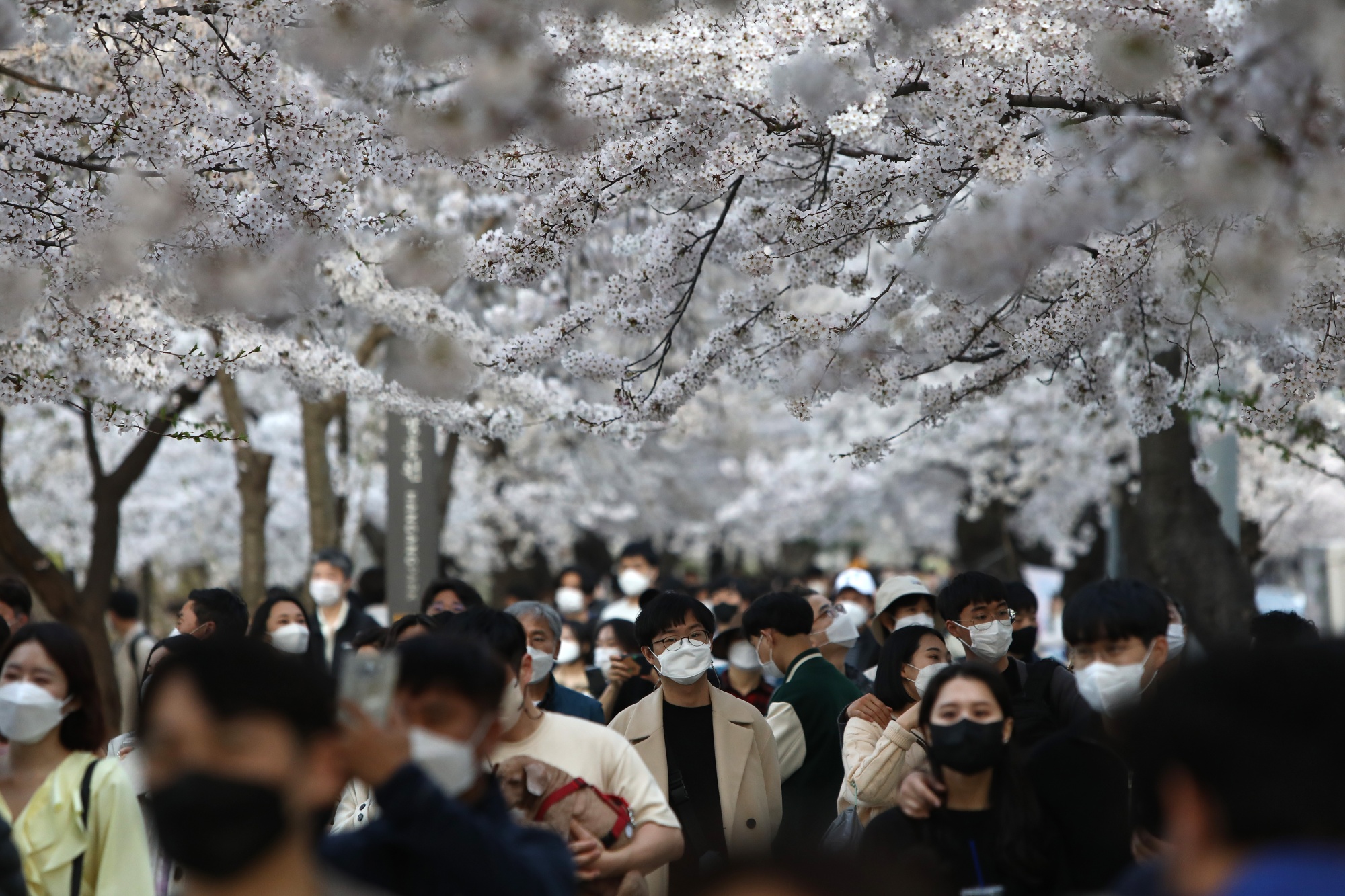 South Korea To Drop Most Covid Curbs As Virus Recedes Bloomberg    1x 1 