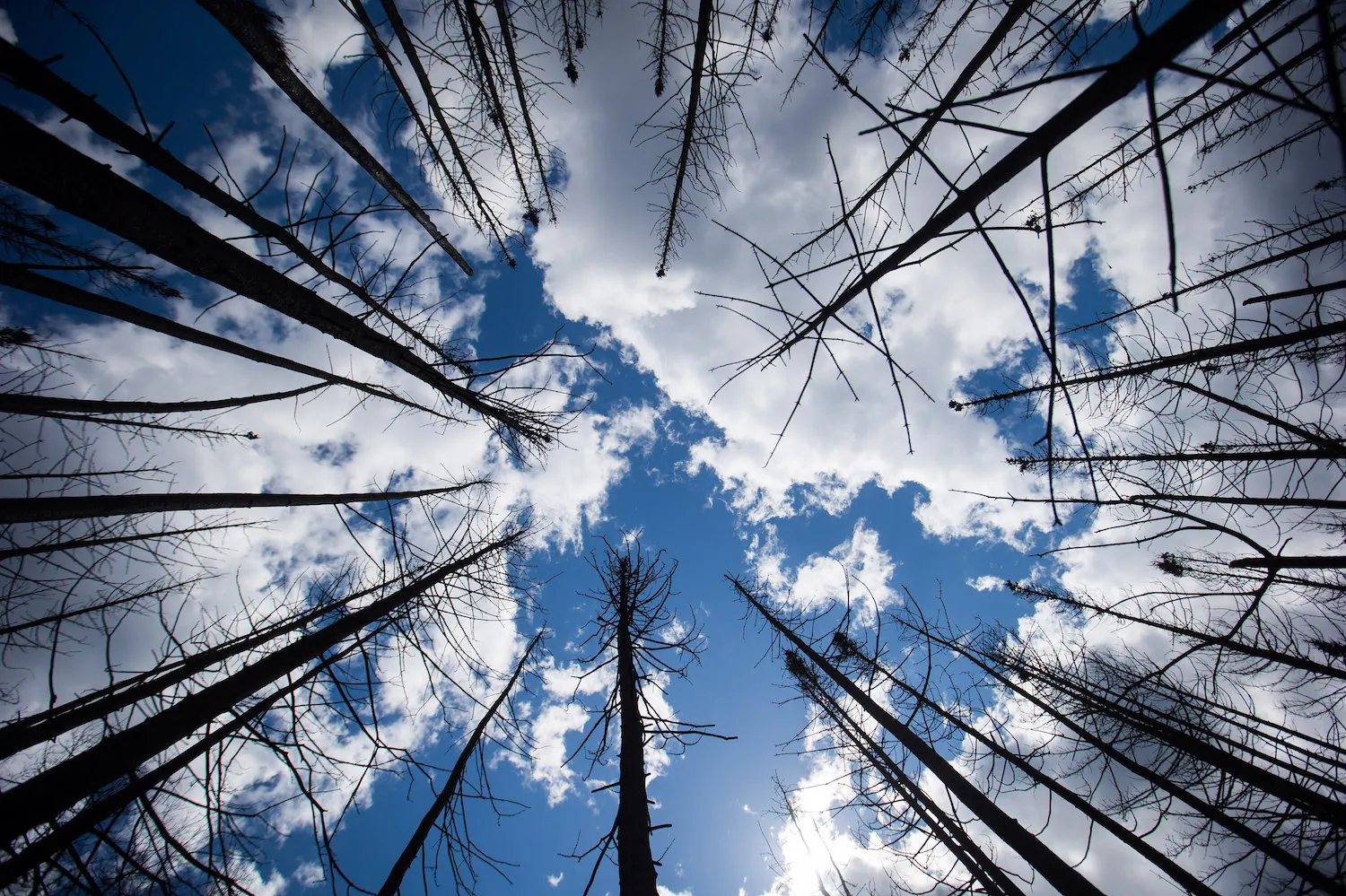 1466088894_forest fire