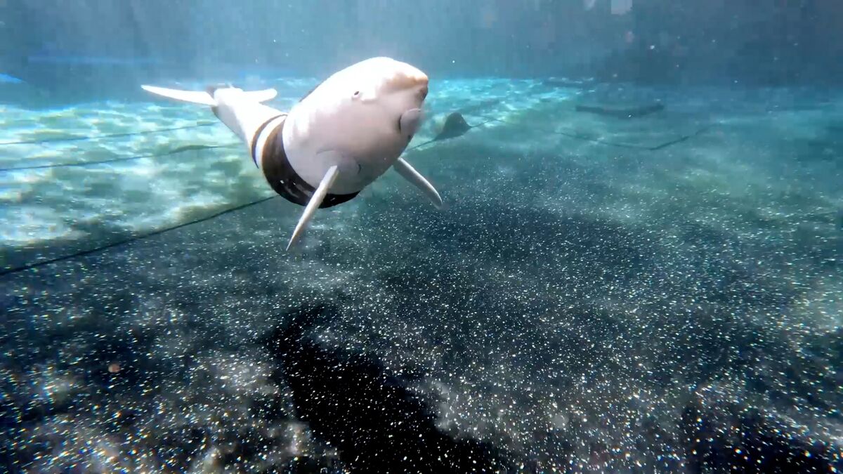 Disney’s Parks Revamp Includes Aquatic Robots and Hovering Star Wars Droids