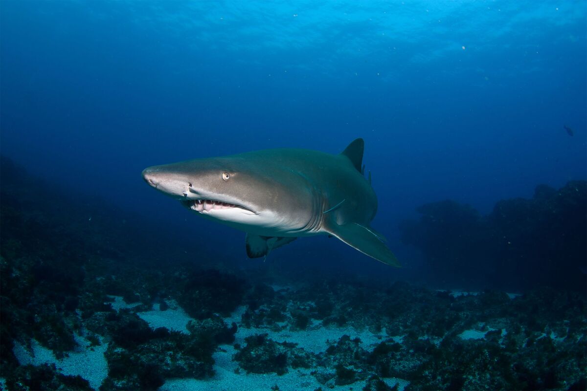 Sharks Show Up in Hamptons as Summer-Holiday Crowds Hit Beaches - Bloomberg