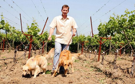 In Wine Country, Dogs Are Sniffing Out Threats to $325 Cabernet