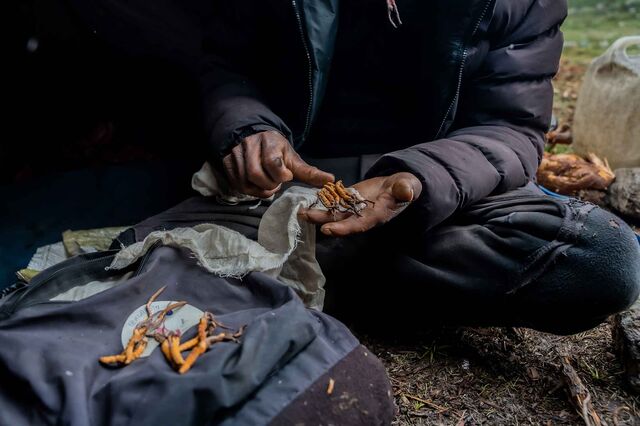 Janak Aidi sits on the ground a handful of the cordyceps he collected last summer. His wife, Mangali Bohara, spent much of her childhood doing the same. The family earns thousands of dollars from their haul each year, though less than Bohara did as a girl.