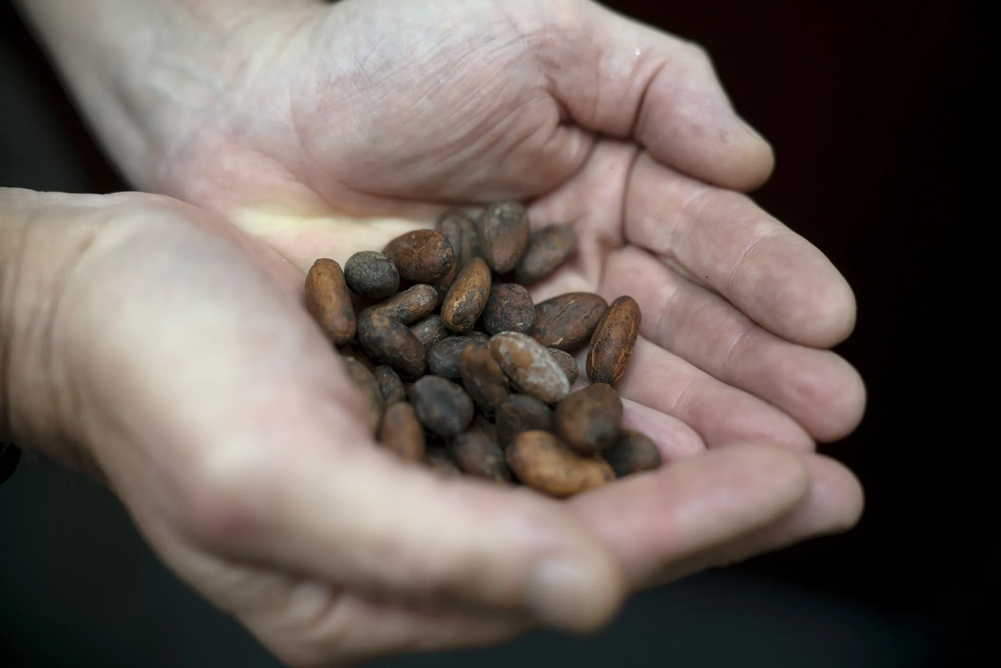 Cocoa beans.