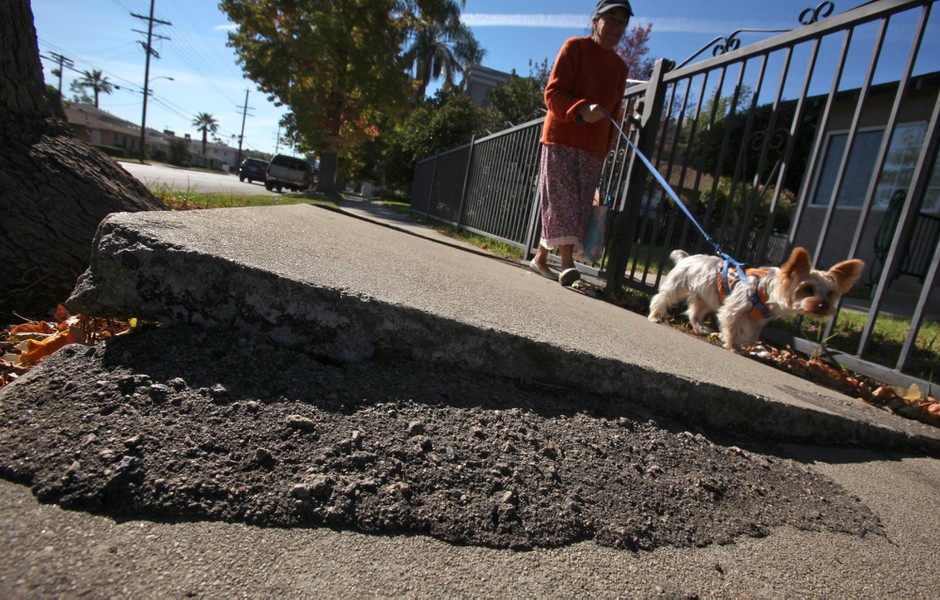 A tree root renders this stretch of sidewalk in Los Angeles impassable to wheelchair users.