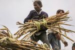 A sugarcane harvest in Jalana district of Maharashtra, India.