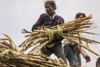 Sugar Harvesting in Maharashtra as Exports Set to Miss Target