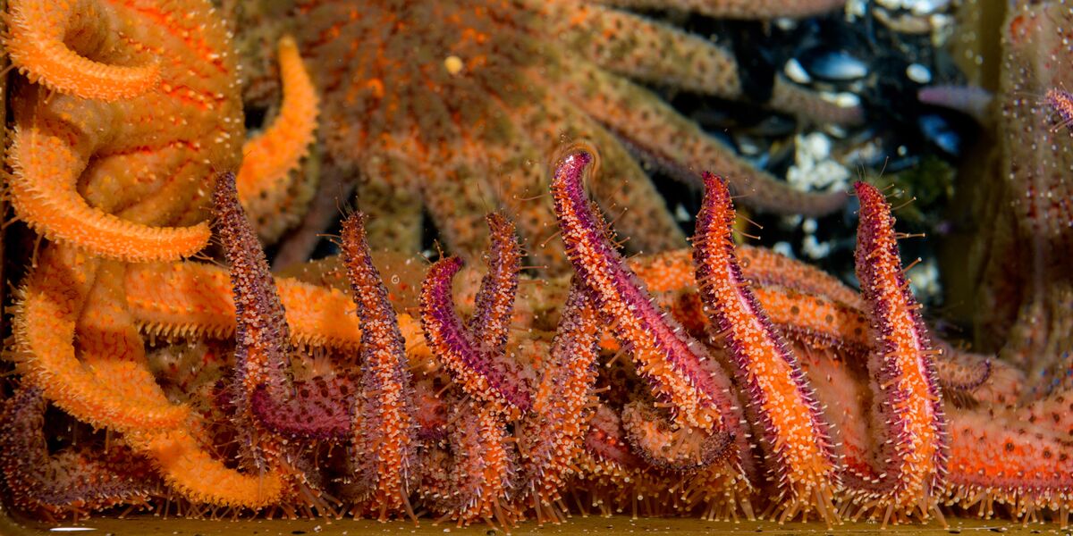 Scientists are growing sea stars in labs to help save the oceans