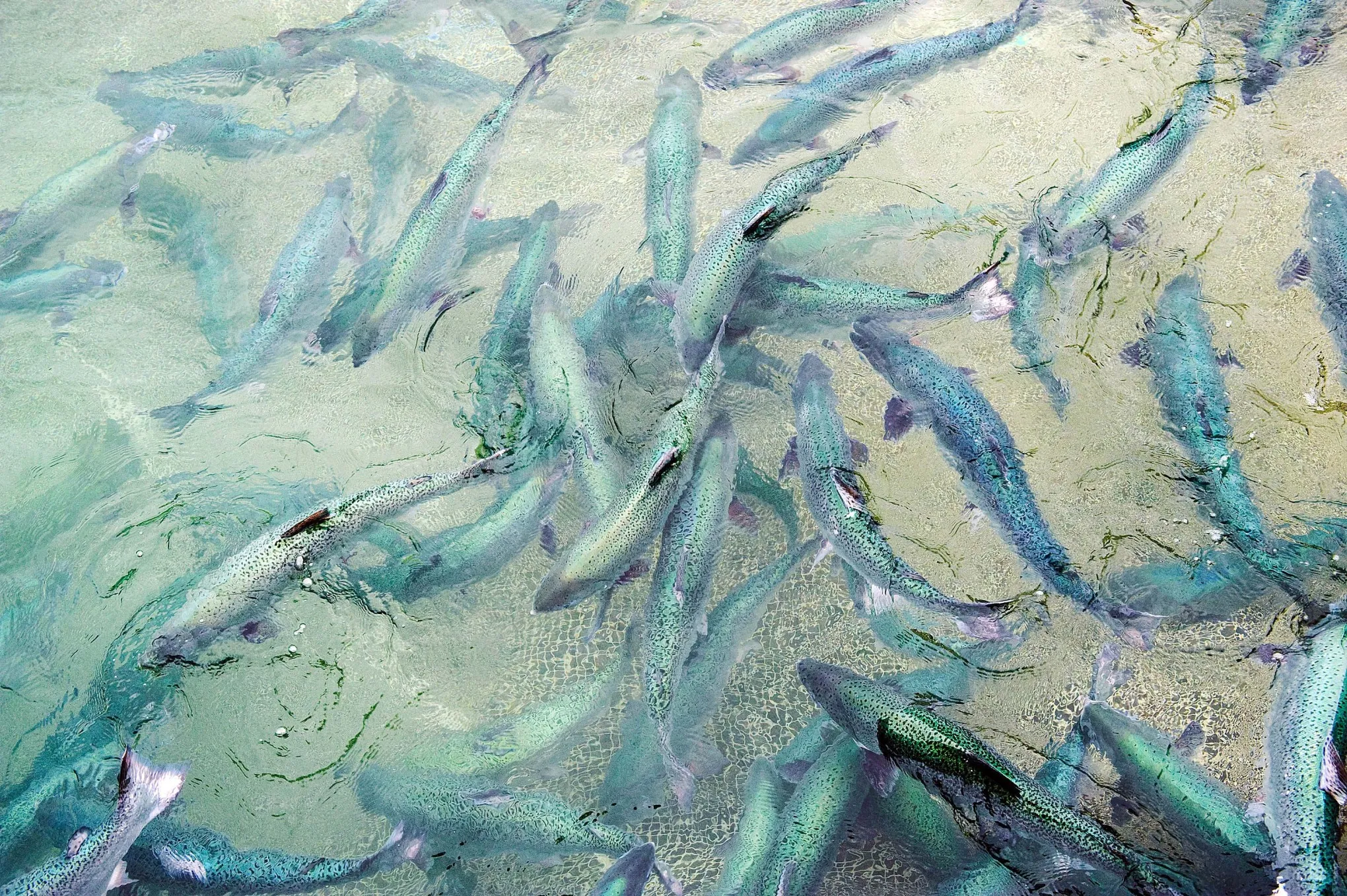 New Zealand King Salmon Farm And Processing Plant