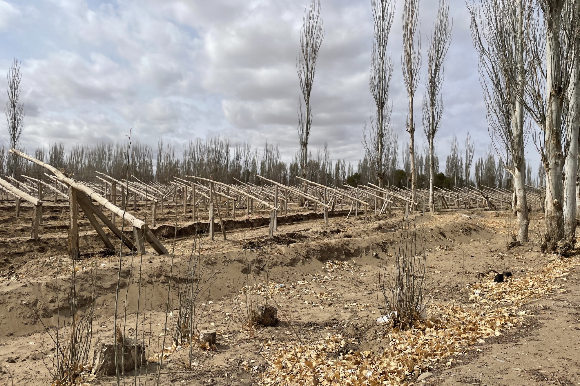 Grape grower Hao Ling's vines at the Yangguan Forestry Farm.