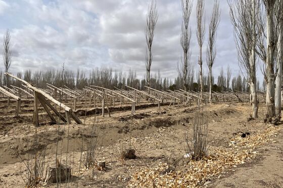 How Wine Grapes Are Uprooting Trees in China’s Green Great Wall