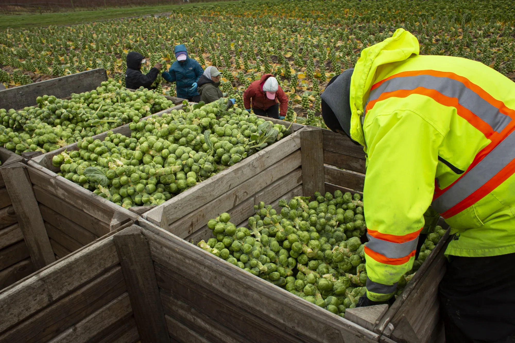 Operations During A Brussels Sprouts Harvest