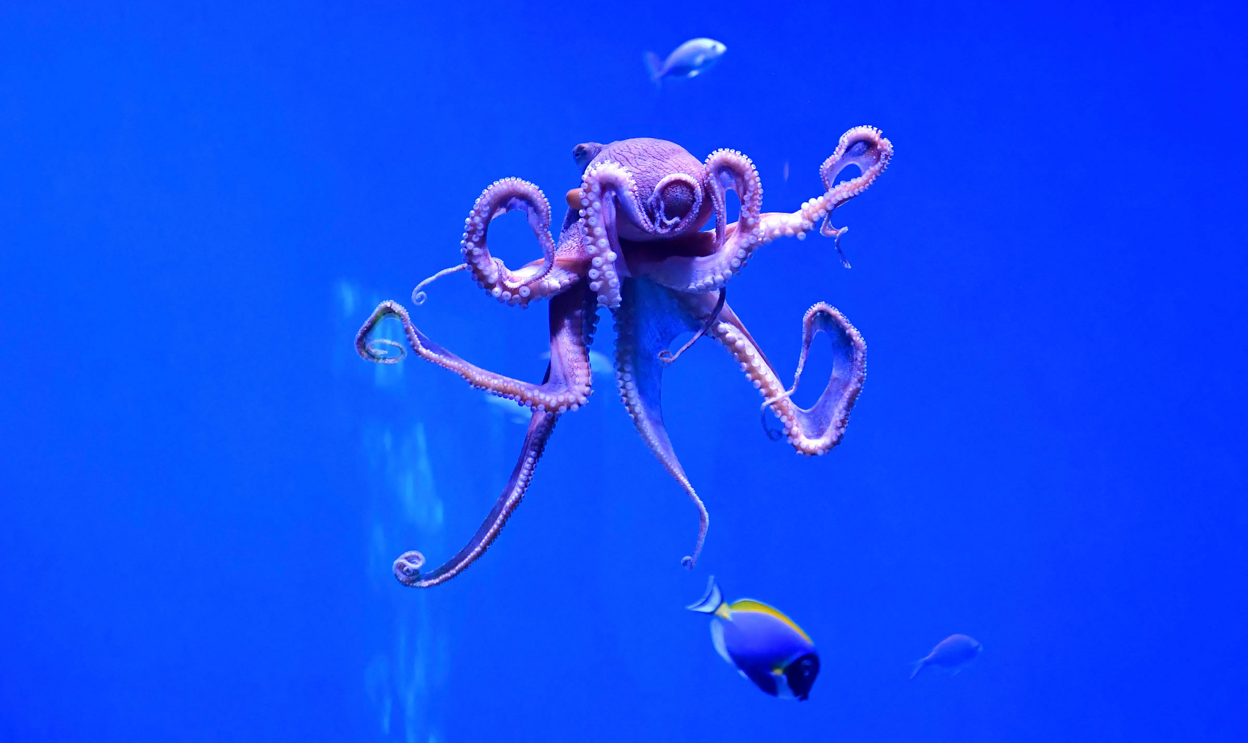 Tentacles of consumer power.