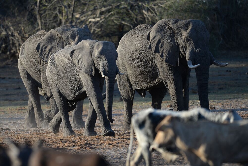 Botswana Sells Rights To Kill Elephants For 43 000 Per Head Bloomberg