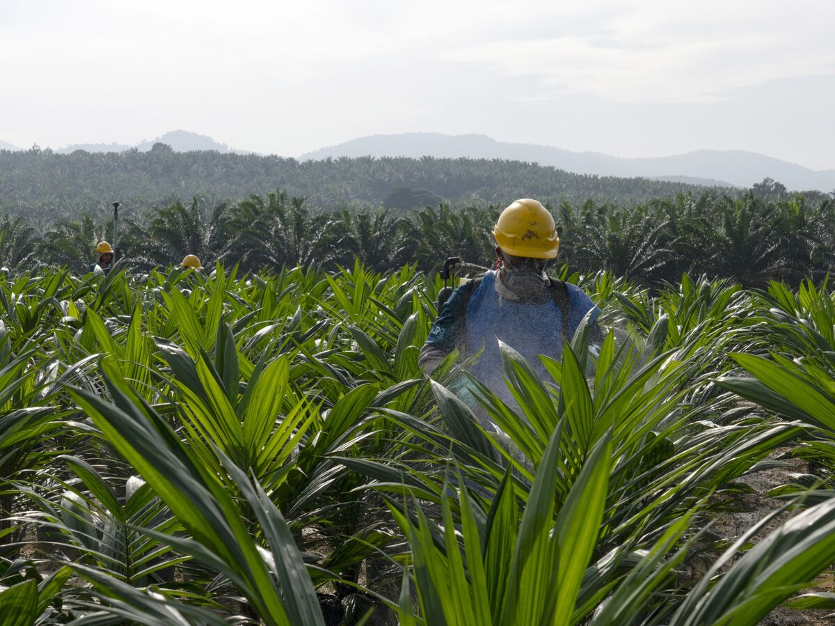 Malaysian Palm Oil Exports Fell in August on Weak Indian Demand