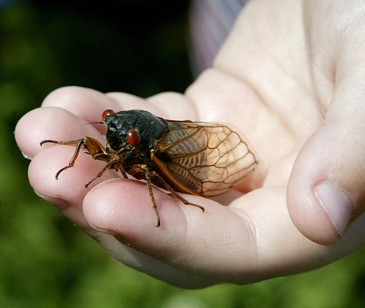 Nature At Its Craziest: Trillions Of Cicadas About To Emerge - Bloomberg