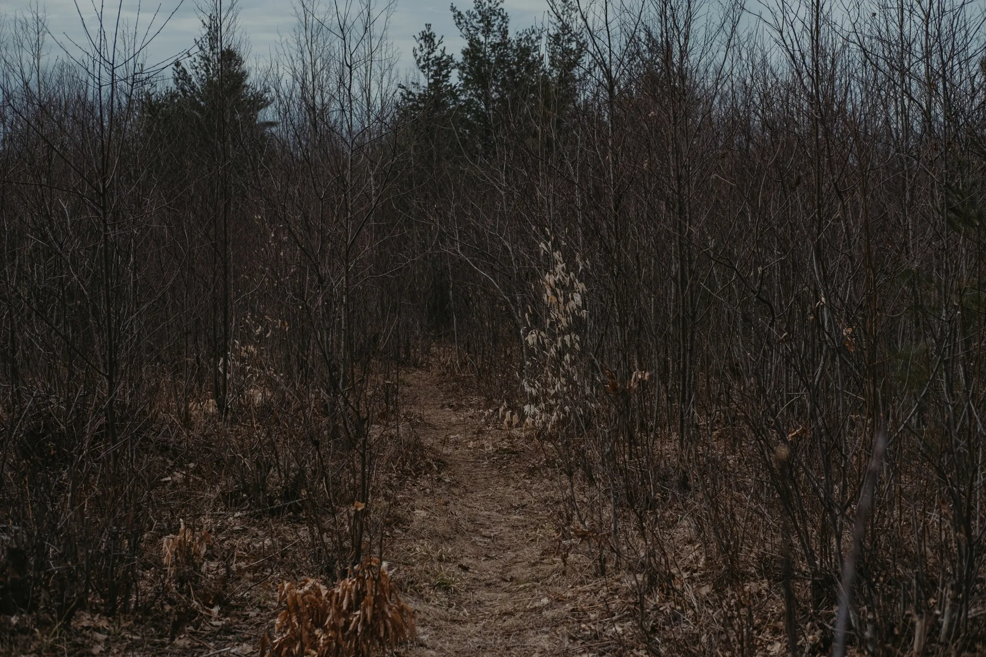 Pigeon River Country State Forest in Vanderbilt, Michigan.