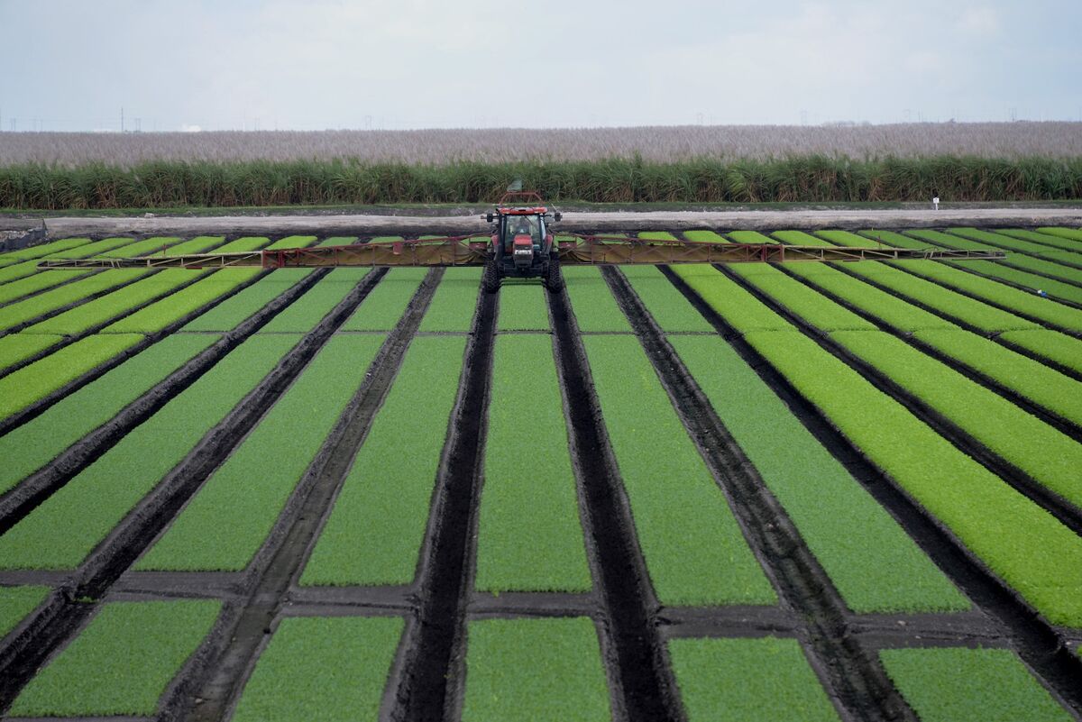 Tariffs Squeeze Trump-Loving Farmers as Fertilizer Prices Soar