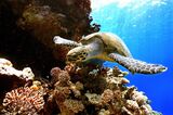 A sea Turtle (Eretmochelis imbricata) sw