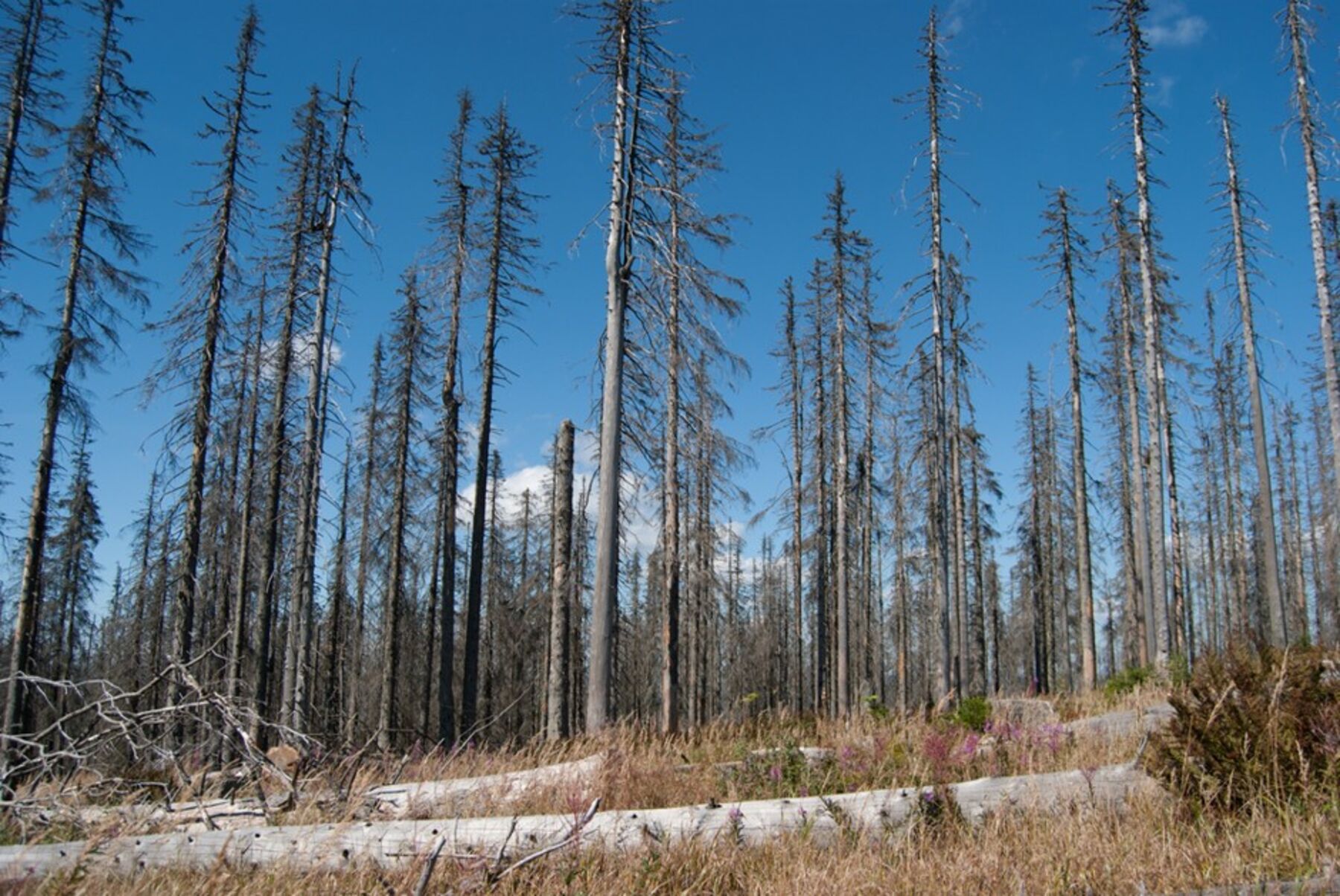 relates to 50 Years After Its Discovery, Acid Rain Has Lessons for Climate Change