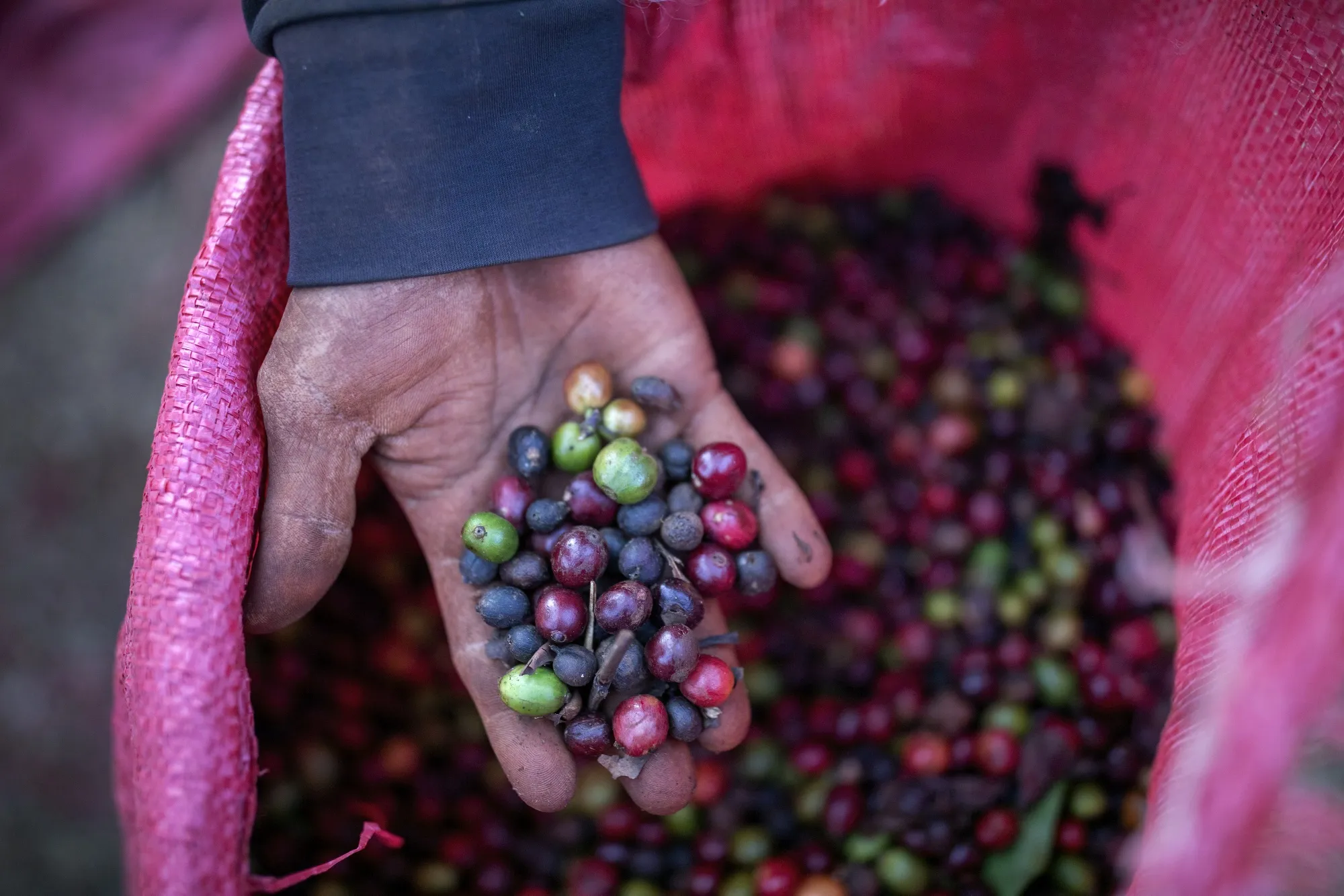 The harvest of Vietnam’s 2023-24 crop is almost done and output is forecast at 1.66 million tons of beans.