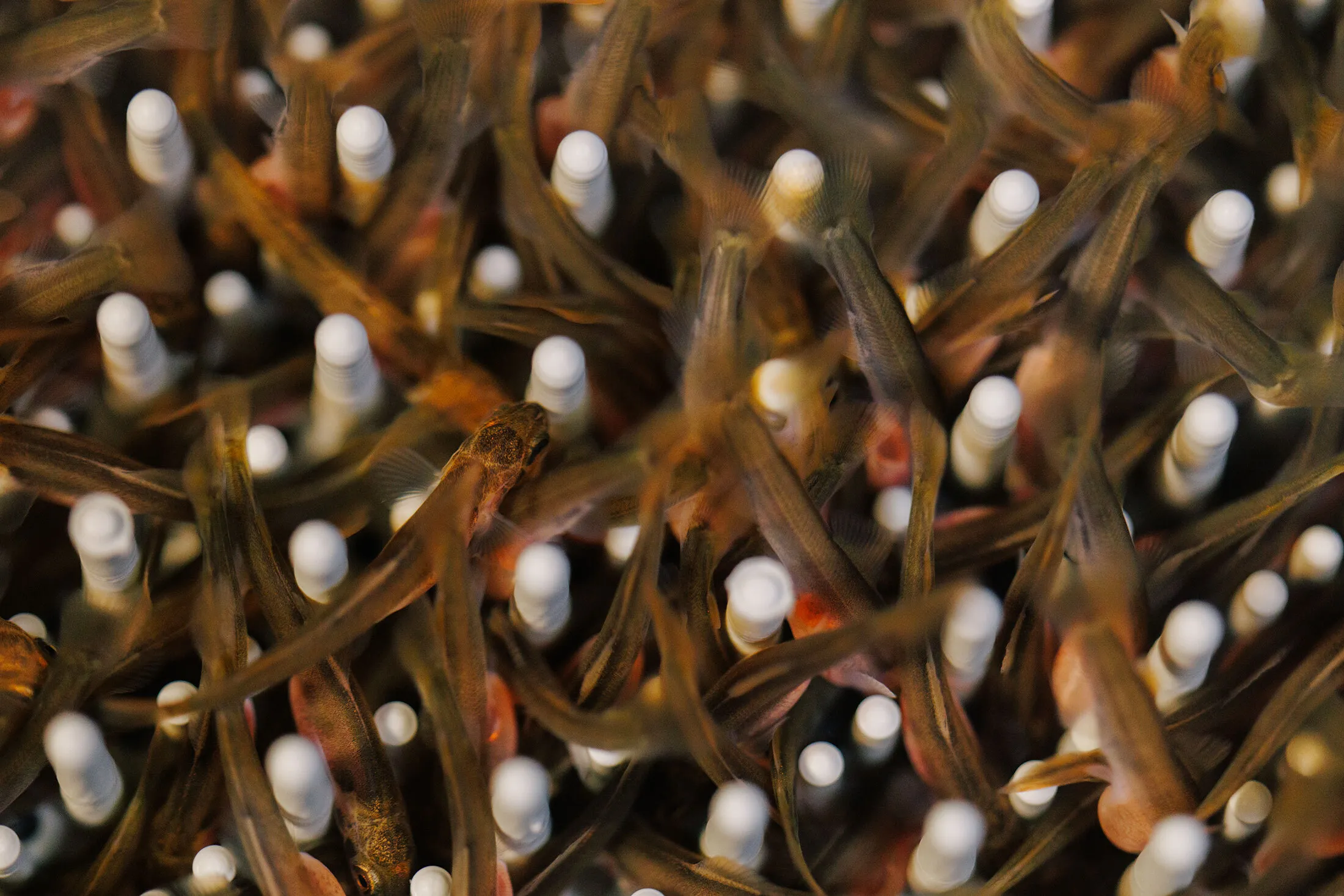 Salmon&nbsp;hatchlings at Atlantic Sapphire’s aquaculture facility in Homestead, Florida.