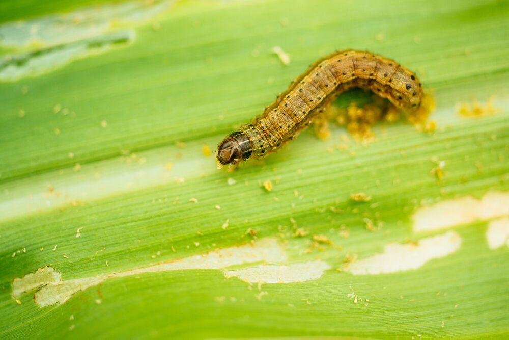 Alien Armyworms Invading Africa 