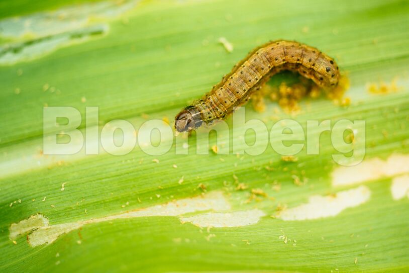 Alien Armyworms Invading Africa
