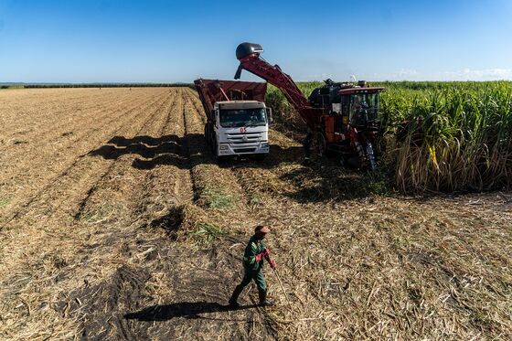 An Ethanol Plant in Zimbabwe Is Expanding, Despite Its Critics