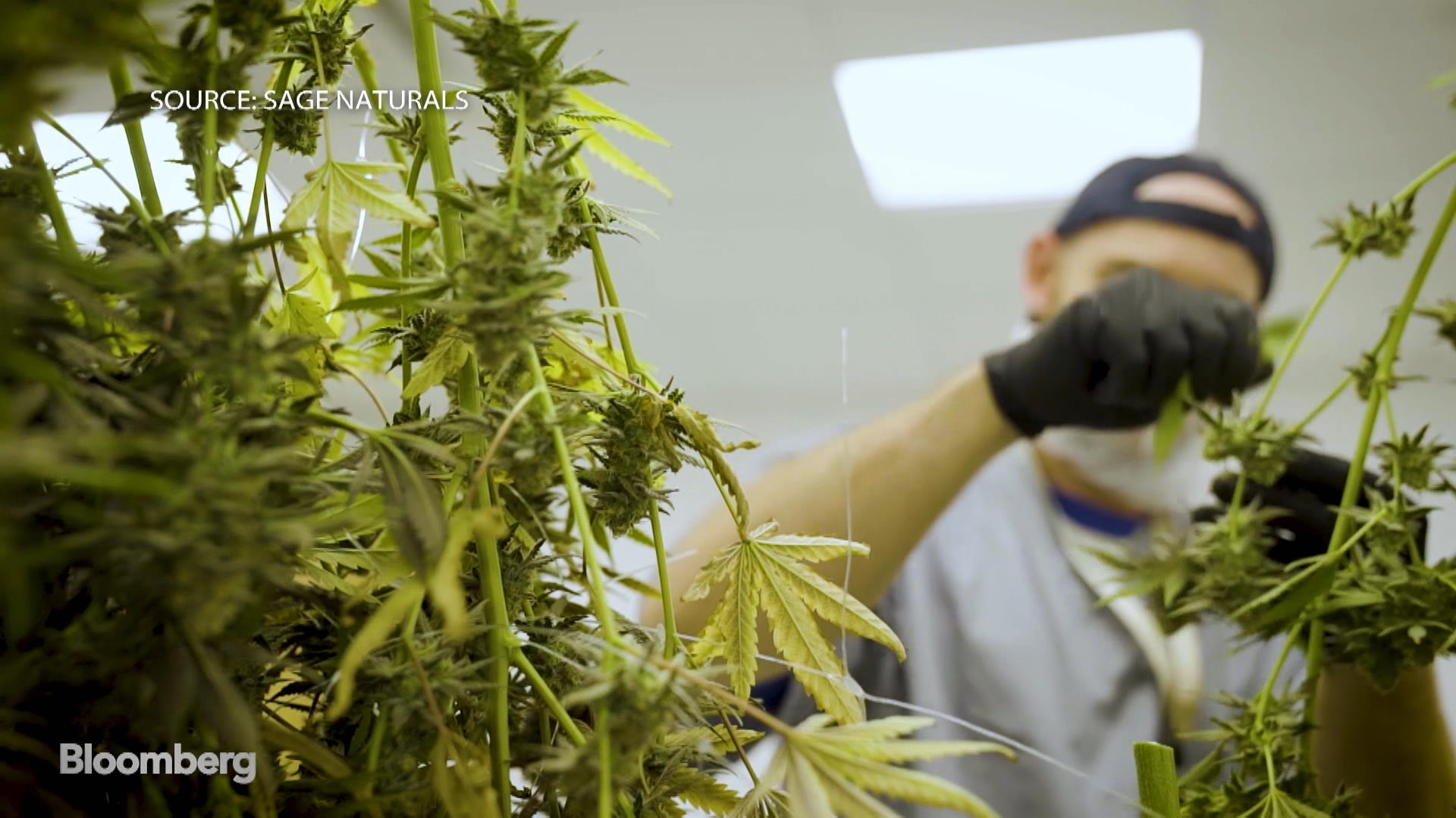 Watch The Technology Behind Pot Testing Bloomberg