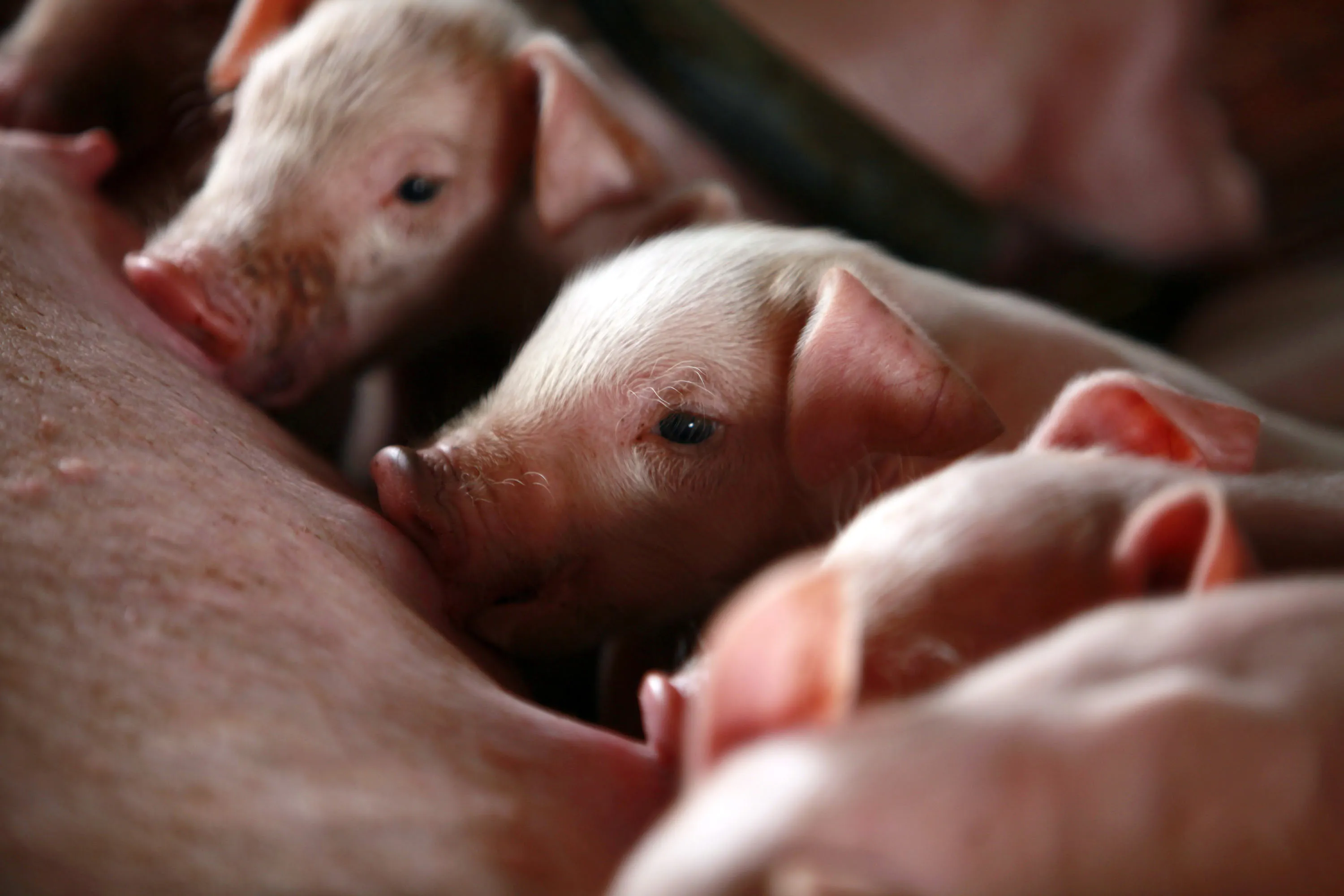 Pork Prices In China Fall At End Of July, Statistic Bureau Says
