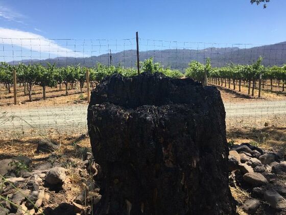 The Burning Question for California Wine Country