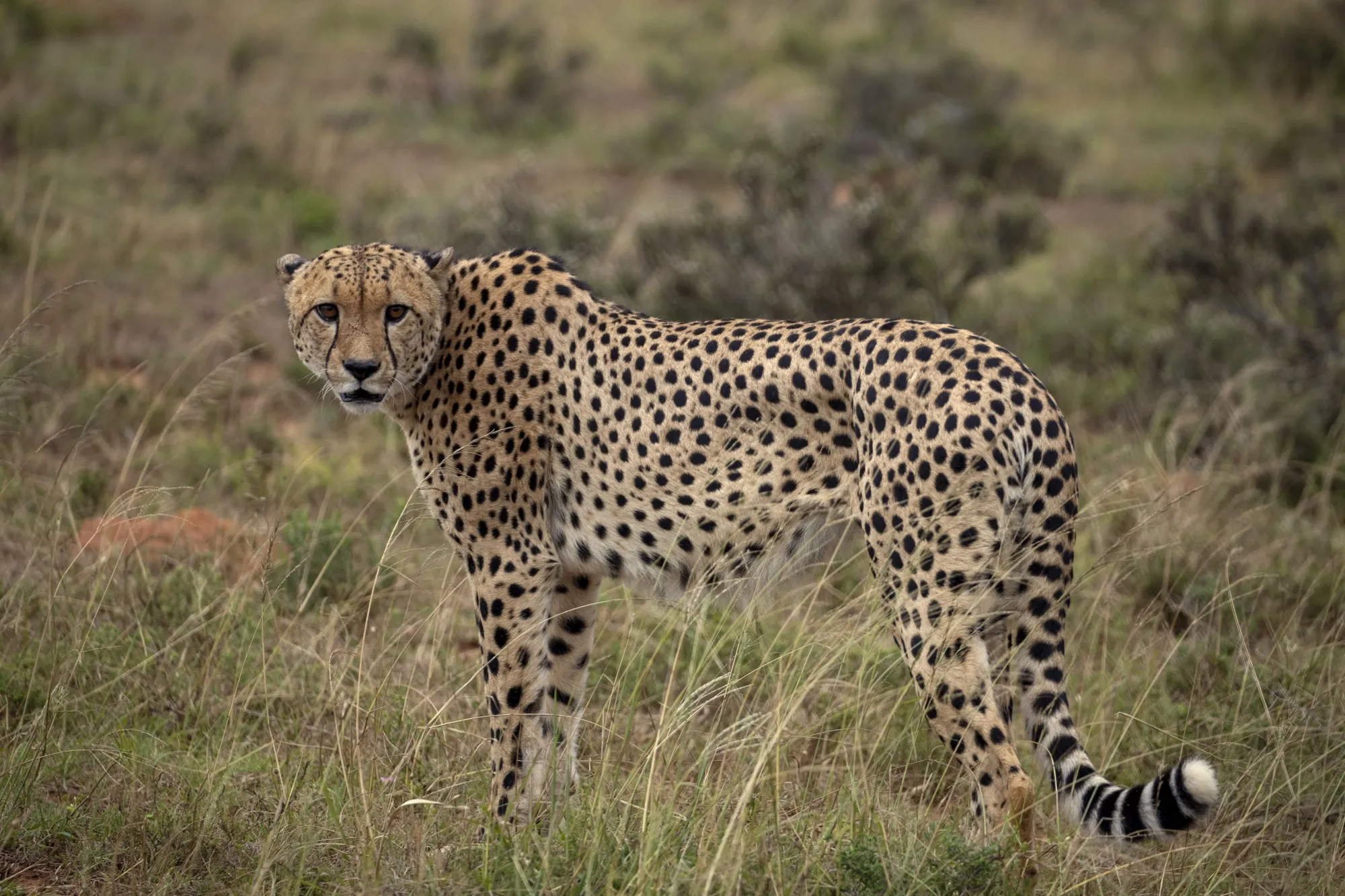A young male cheetah&nbsp;in South Africa.