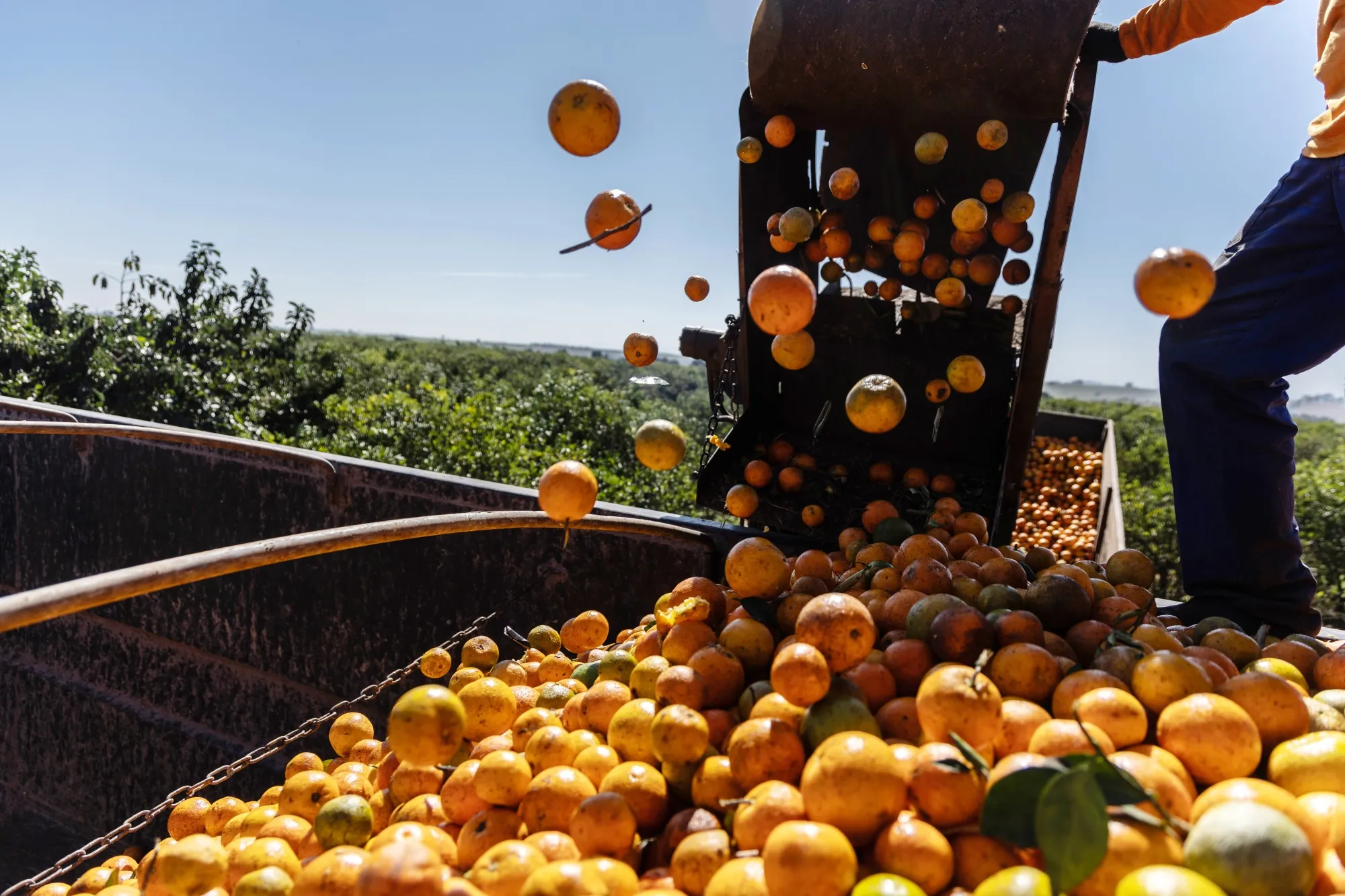 Workers harvest oranges at a citrus farm in Aguai, Sao Paulo state, Brazil.