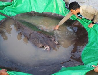 relates to Cambodian Catches World's Largest Recorded Freshwater Fish