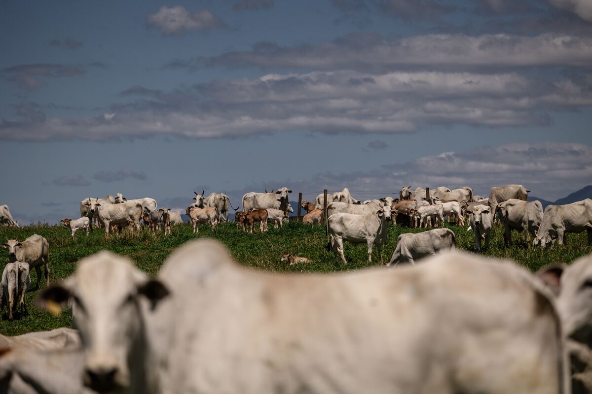 
                            Meatpackers Face Turning Point as China Beef Quotas Hit Brazil