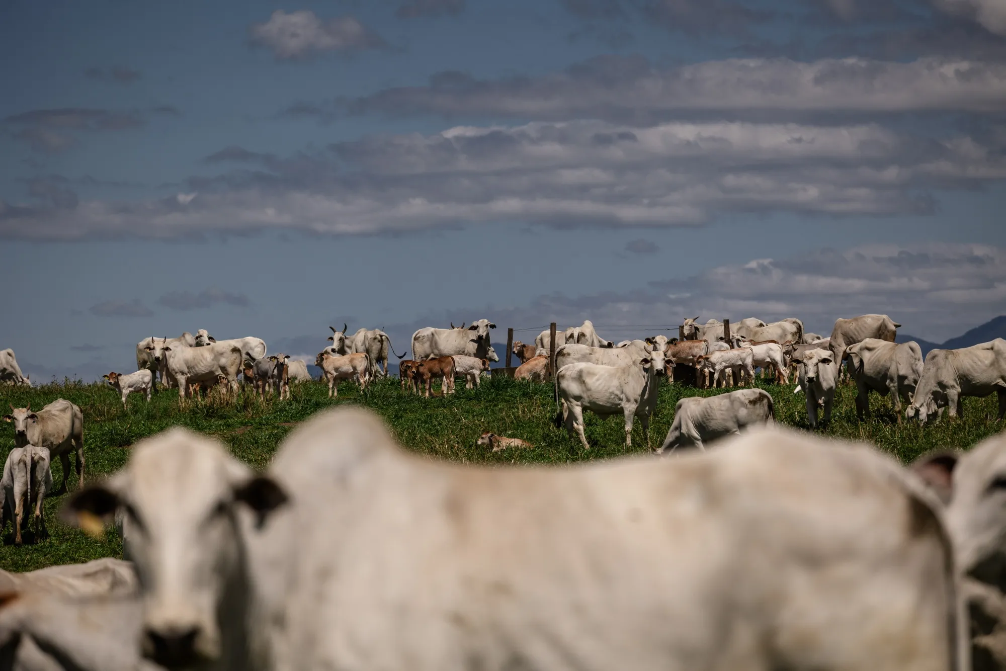 Meatpackers Face Turning Point as China Beef Quotas Hit Brazil - Bloomberg